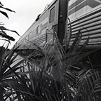 Florida-bound train with palmettos, 1970s.